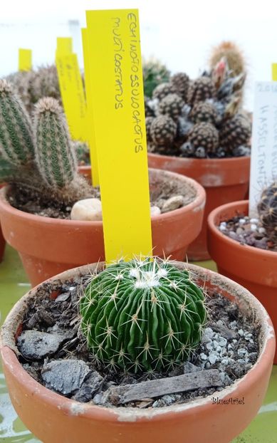  - Echinofossulocactus multicostatus