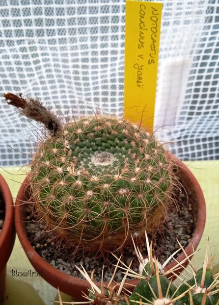  - Notocactus concinnus v joadii