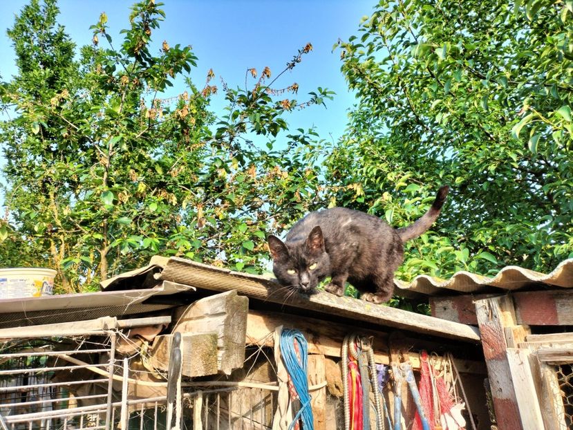 IMG20230530075741 - RIP Rufus