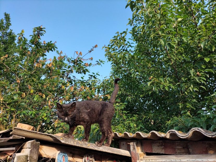 IMG20230530075736_BURST000_COVER - RIP Rufus