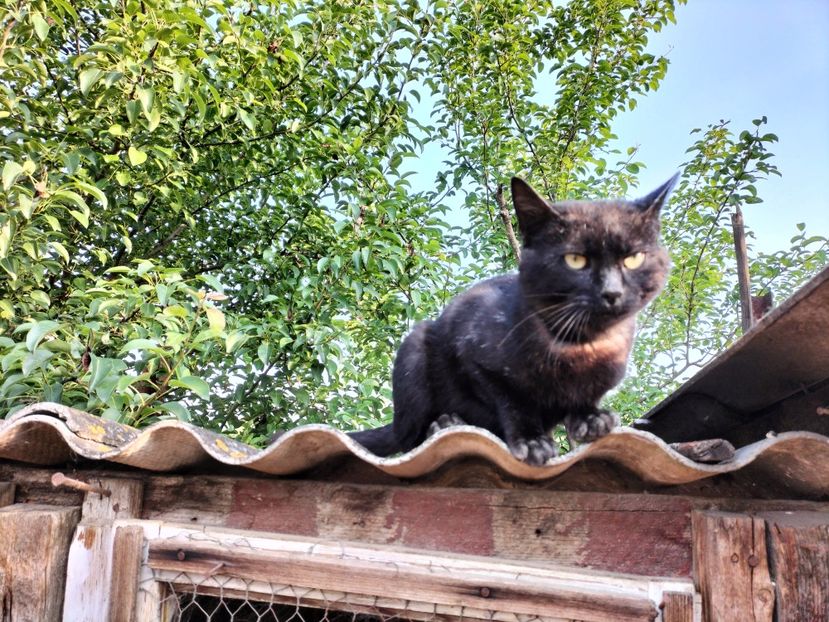 IMG20230530075721 - RIP Rufus