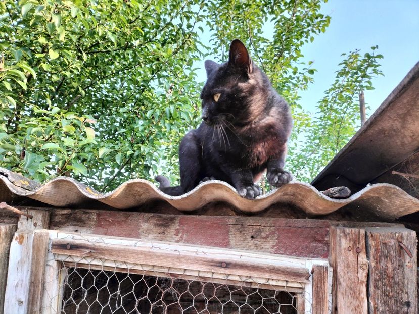 IMG20230530075718 - RIP Rufus