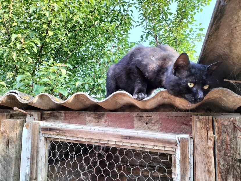 IMG20230530075710 - RIP Rufus