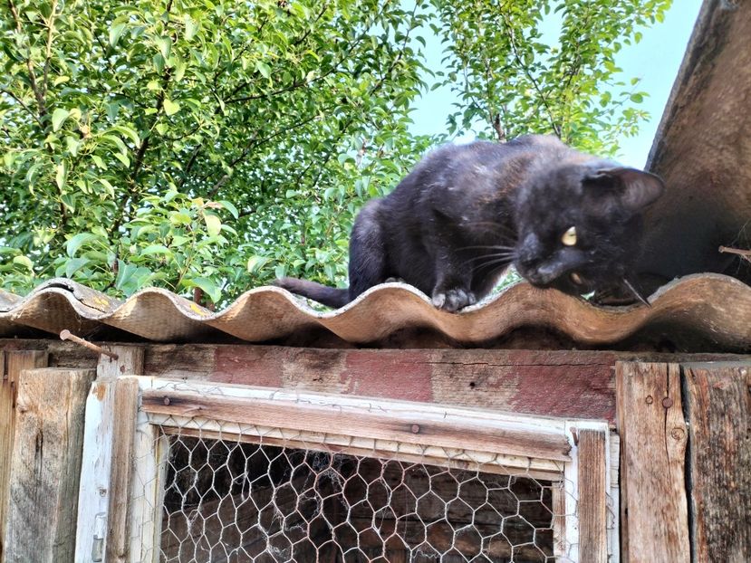 IMG20230530075709 - RIP Rufus