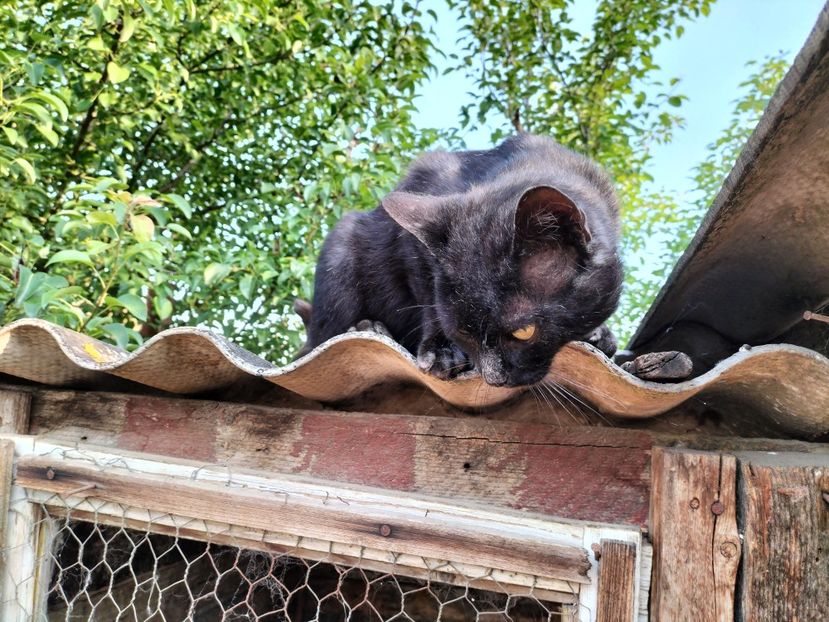 IMG20230530075705 - RIP Rufus