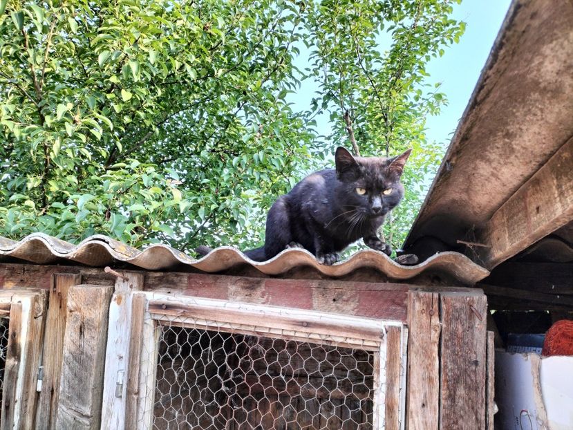 IMG20230530075657 - RIP Rufus