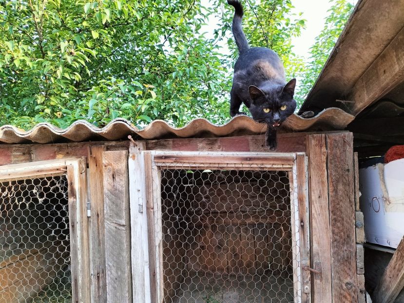 IMG20230530075647 - RIP Rufus