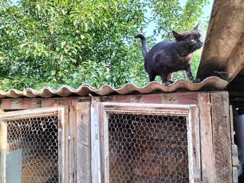 IMG20230530075644 - RIP Rufus