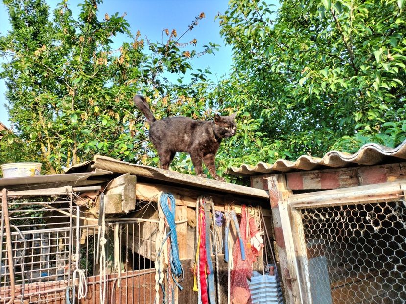 IMG20230530075631 - RIP Rufus