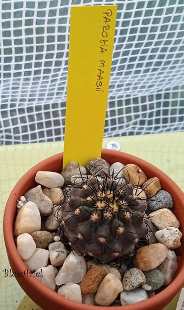  - Parodia maassii