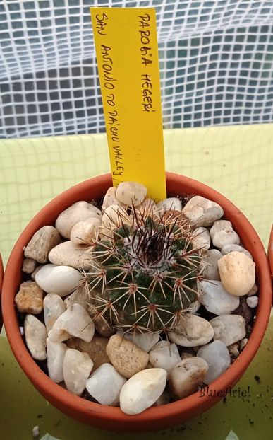  - Parodia hegeri