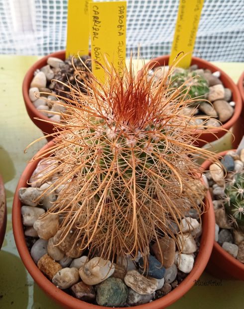  - Parodia fulvispina ROS400 2 Carrizal Bolivia 2440 m