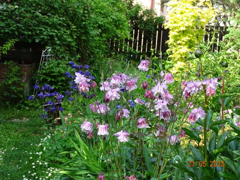  - Aquilegia 2023