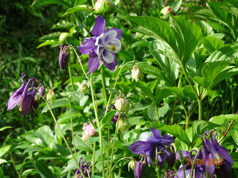  - Aquilegia 2023
