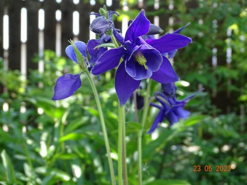  - Aquilegia 2023