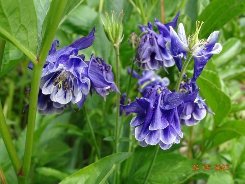  - Aquilegia 2023