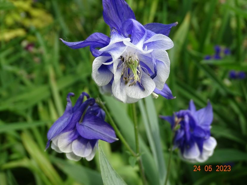  - Aquilegia 2023