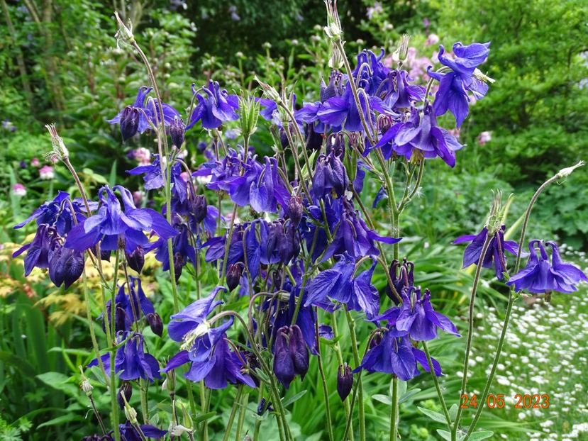  - Aquilegia 2023