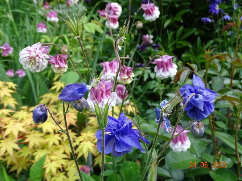  - Aquilegia 2023