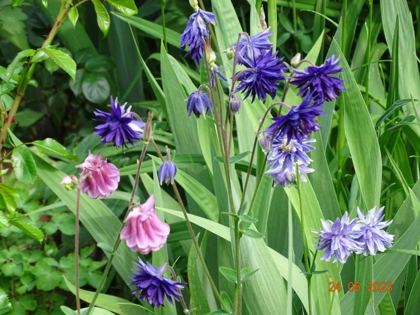 - Aquilegia 2023