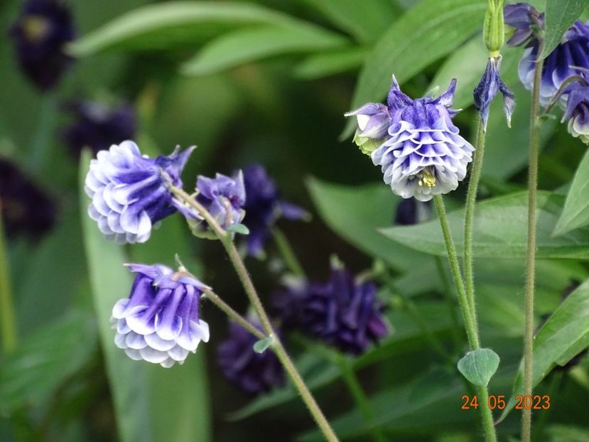  - Aquilegia 2023