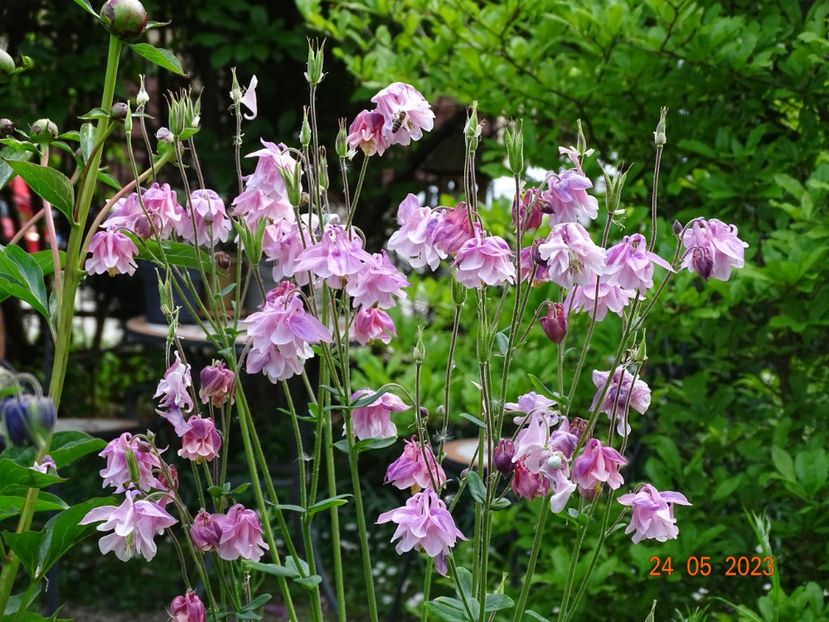  - Aquilegia 2023