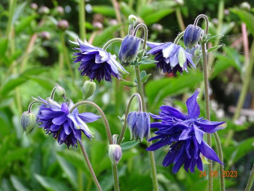  - Aquilegia 2023