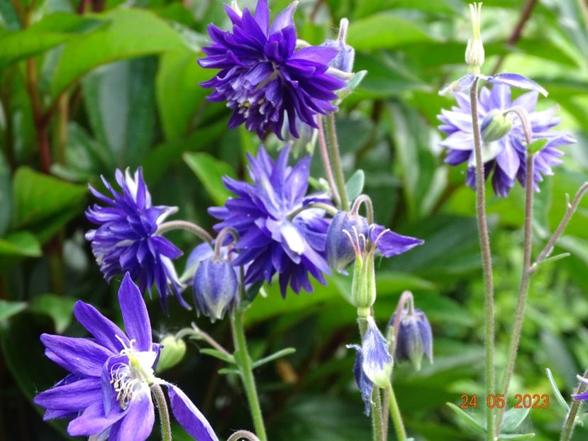  - Aquilegia 2023