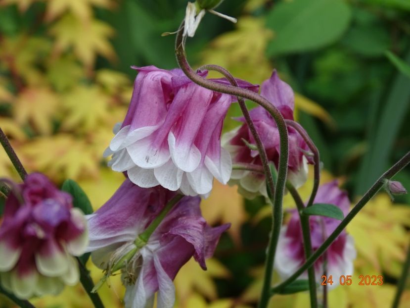  - Aquilegia 2023