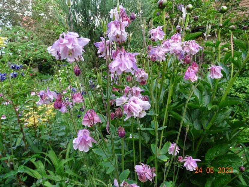  - Aquilegia 2023