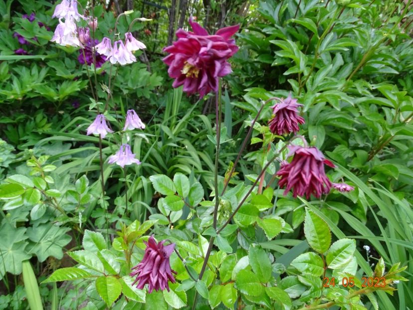  - Aquilegia 2023