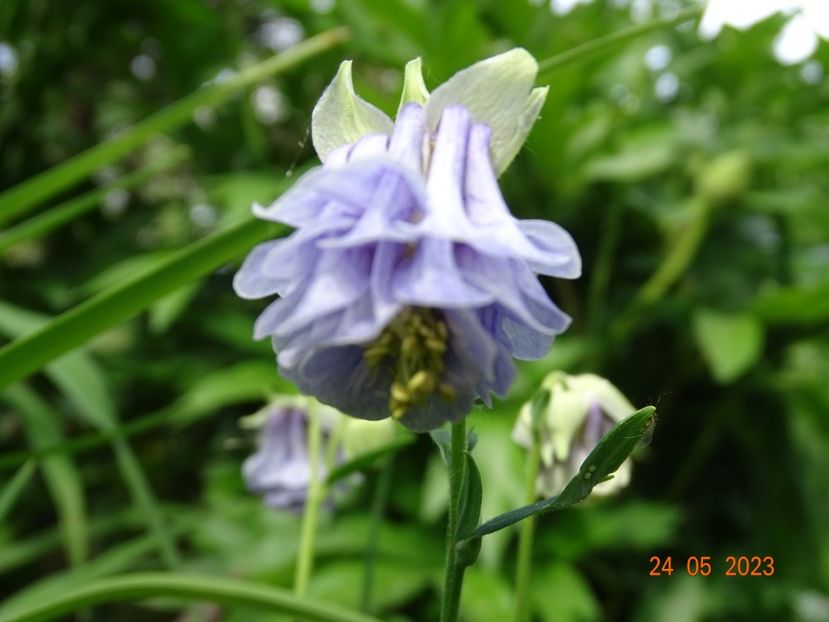  - Aquilegia 2023