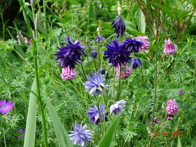  - Aquilegia 2023