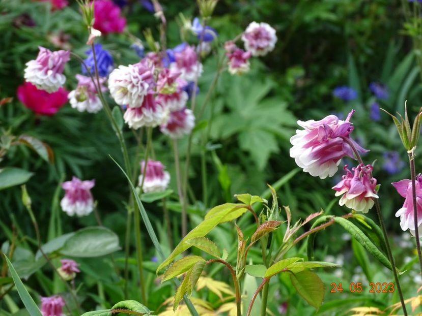  - Aquilegia 2023
