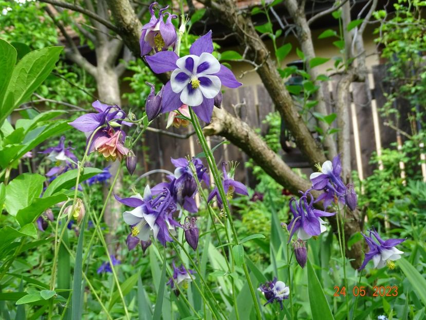  - Aquilegia 2023