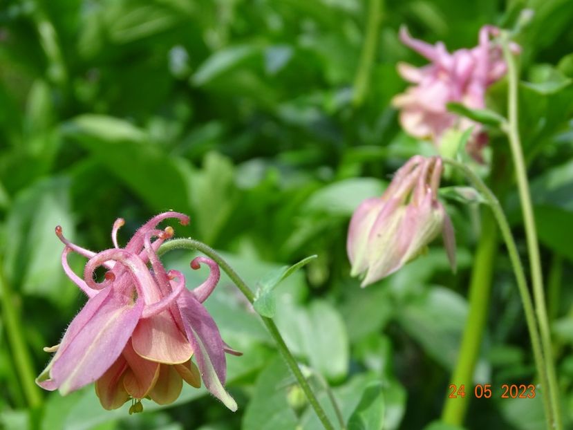  - Aquilegia 2023