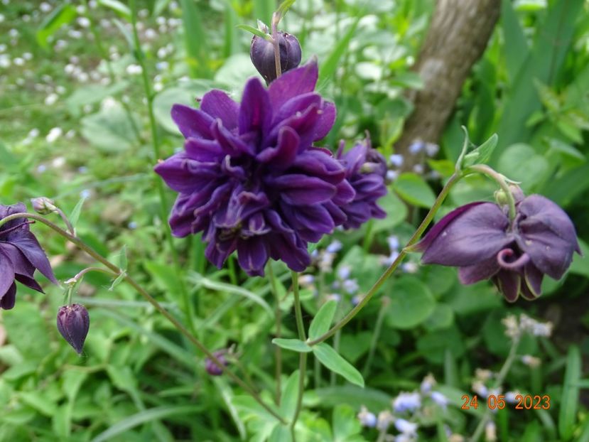  - Aquilegia 2023
