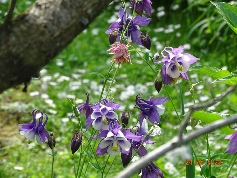  - Aquilegia 2023