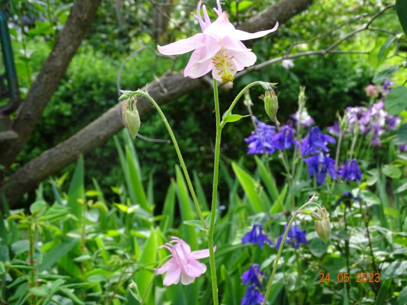  - Aquilegia 2023