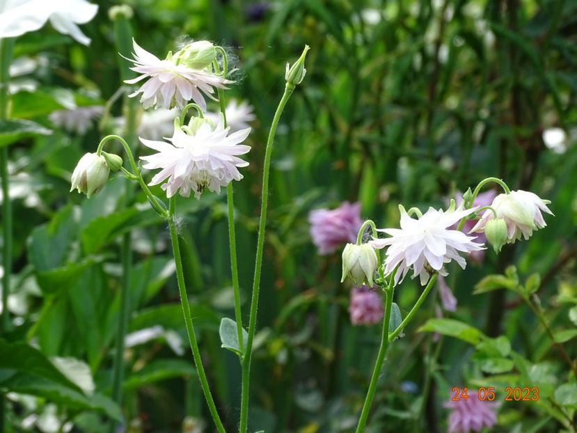  - Aquilegia 2023