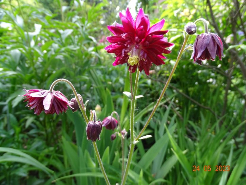  - Aquilegia 2023