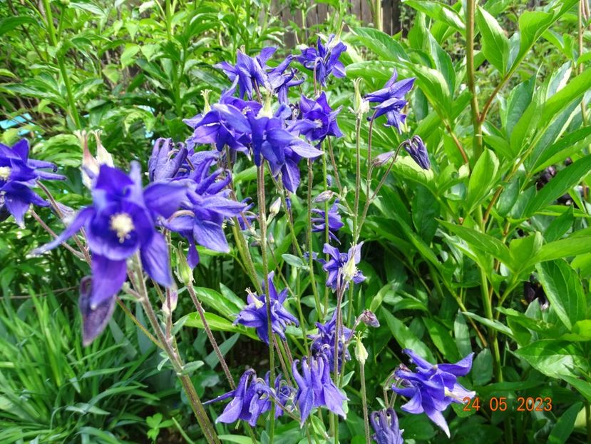  - Aquilegia 2023