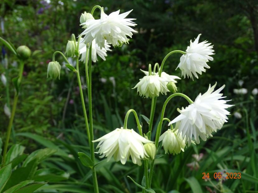  - Aquilegia 2023