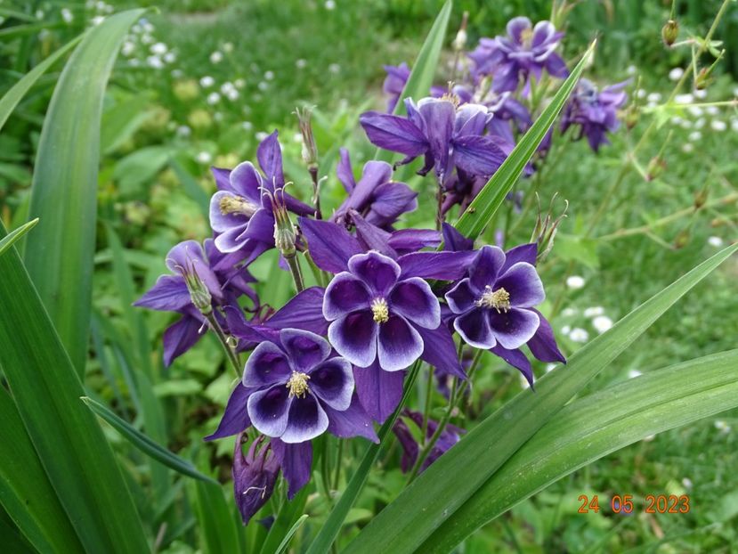  - Aquilegia 2023