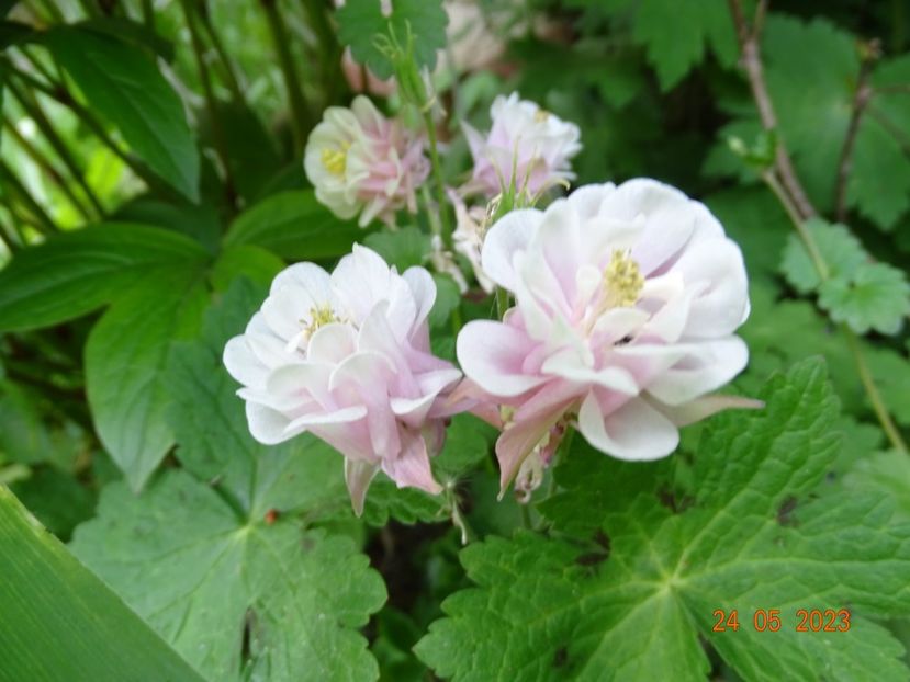  - Aquilegia 2023