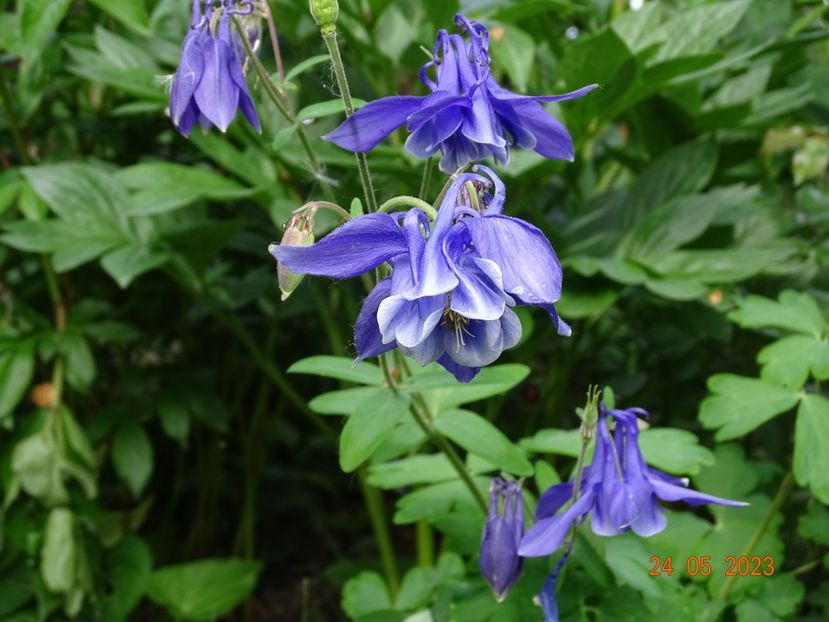  - Aquilegia 2023