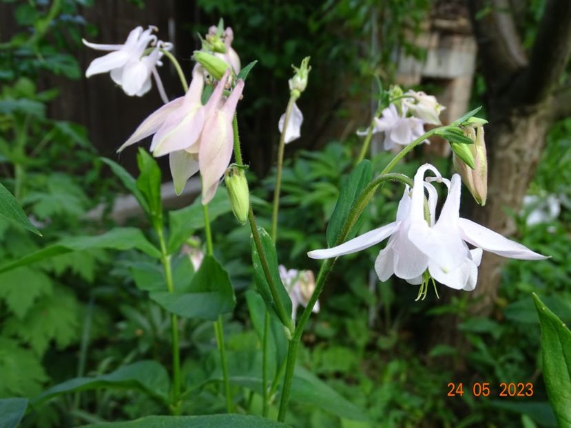  - Aquilegia 2023