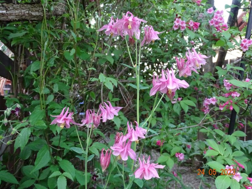  - Aquilegia 2023