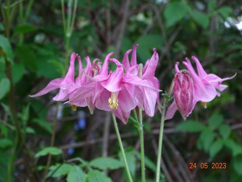  - Aquilegia 2023