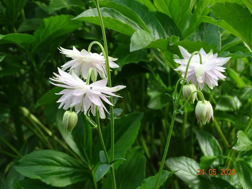  - Aquilegia 2023